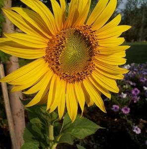 Meet your Posher, Cheri